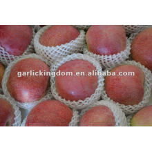 new crop unbagged Qinguan Apple